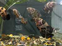 Астронотус аквариумная рыбка