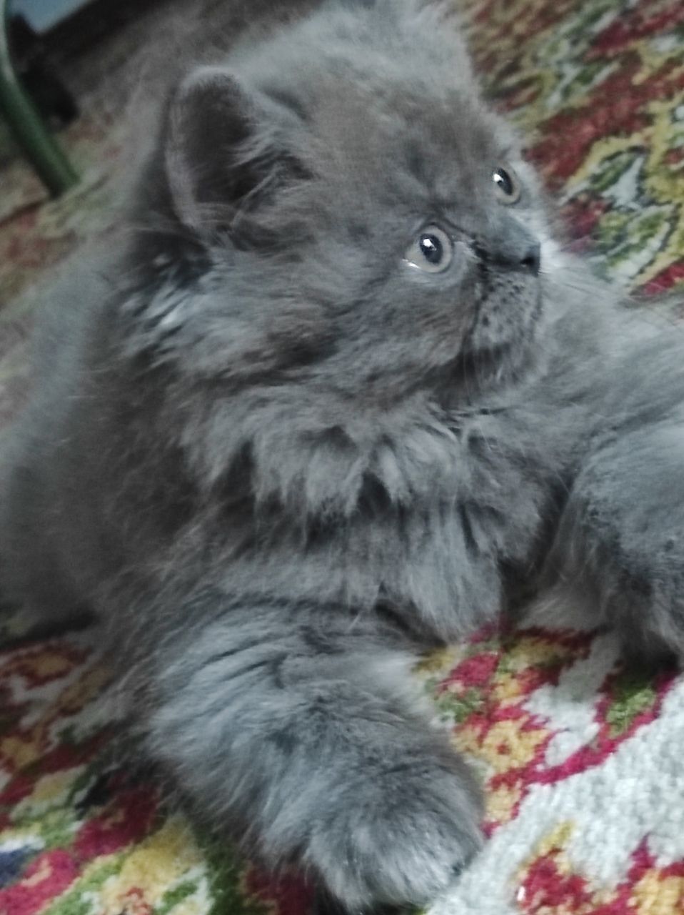 Котенок персидской породы 4 мес.
