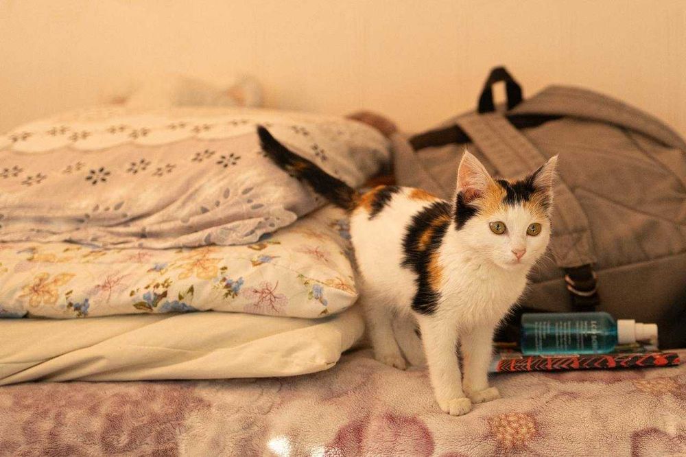 Отдам в добрые руки котенка (девочку) 1,5-2 месяца