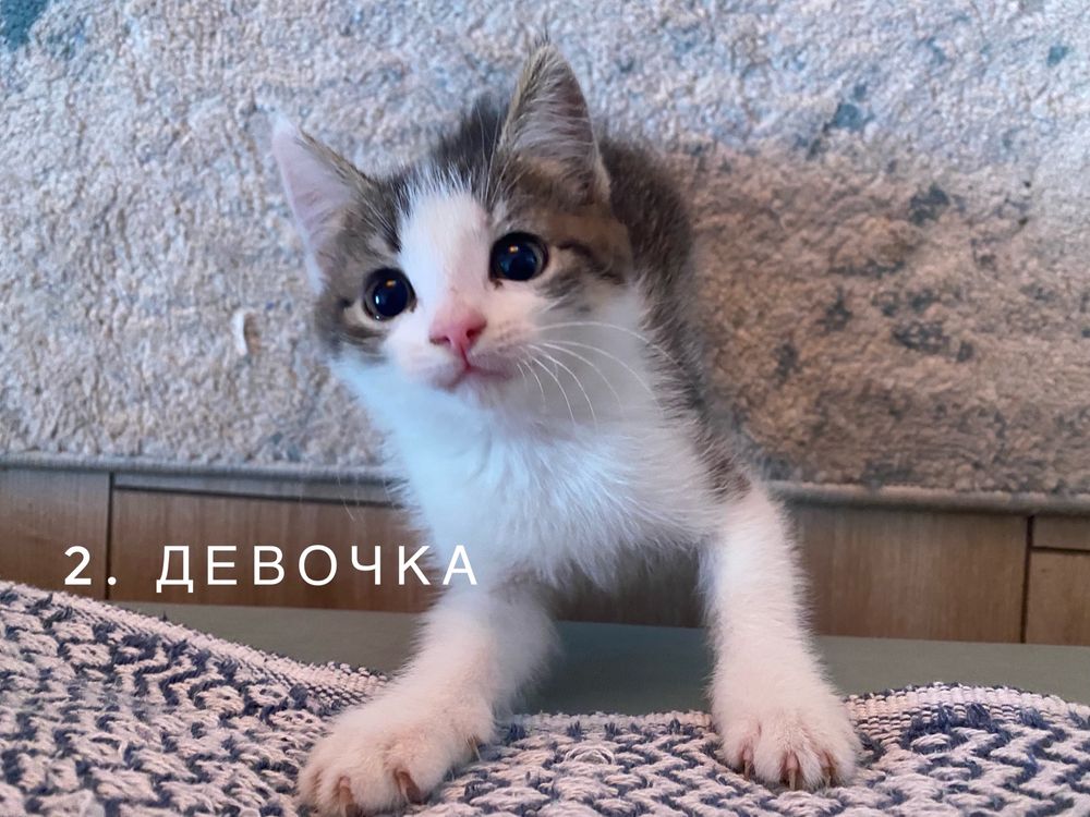 Котята в добрые руки