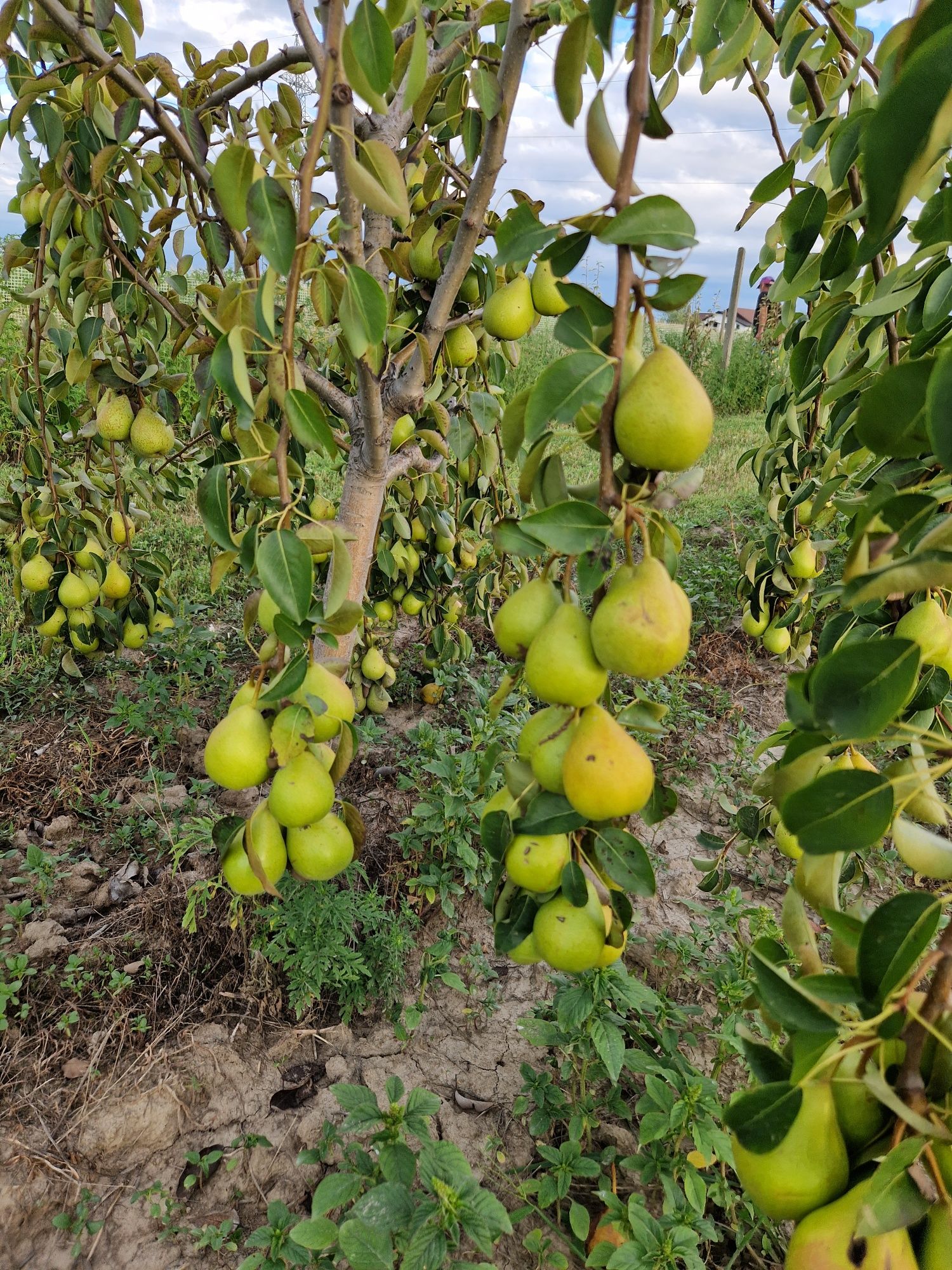 Pomi fructiferi de la producator