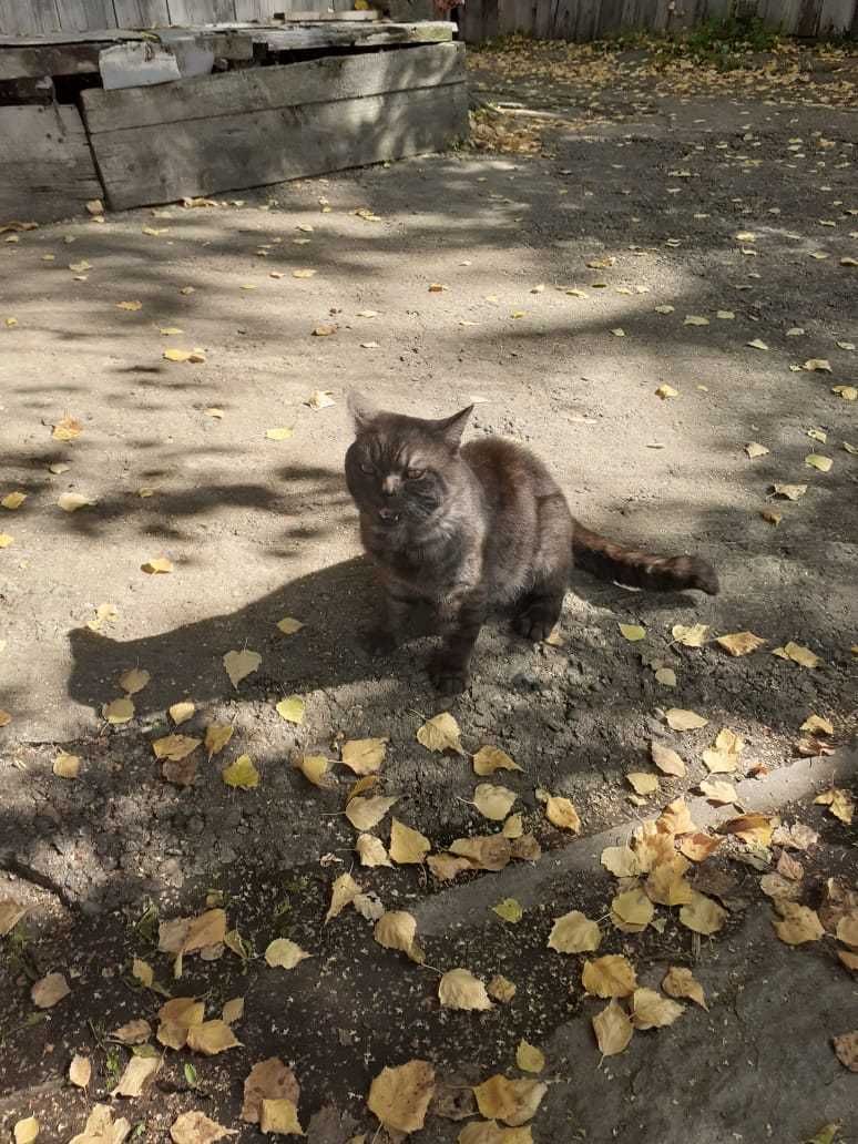 Найден молодой дымчатый котик