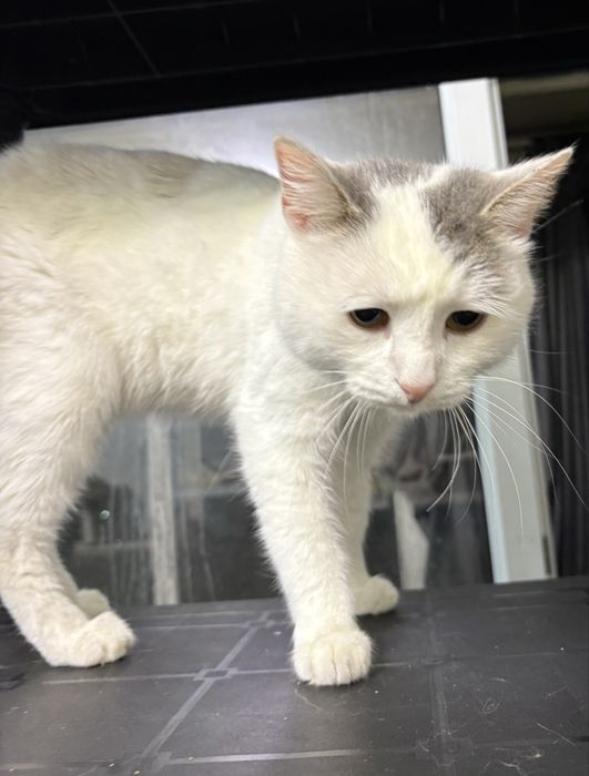 Добрый мальчик ищет самый лучший дом