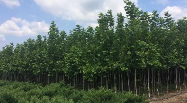 Plante Ornamentale Calitate superioara / plante de exterior