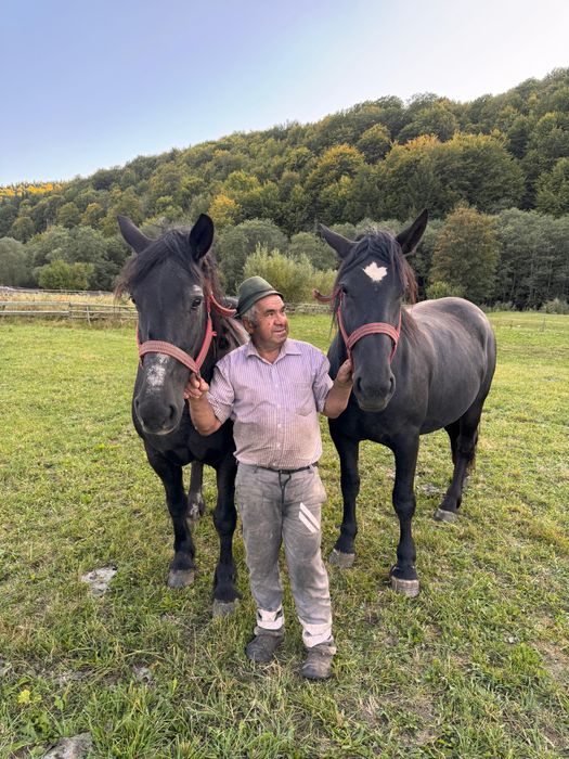 Două iepe de vânzare