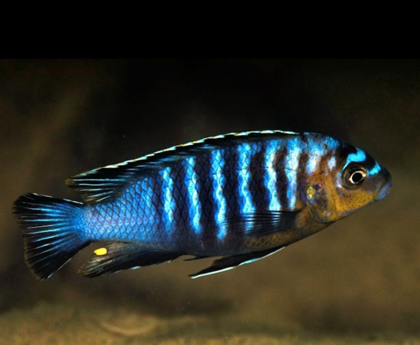 Аквирумни риби африкански цихлиди от езерото Малави