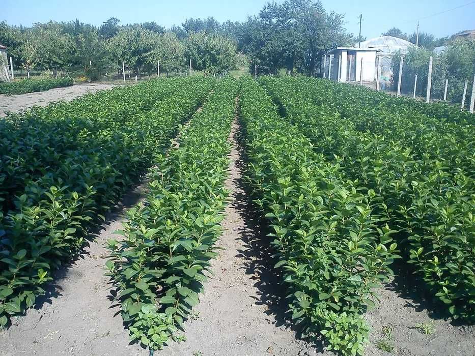 Промоция ФАНТАСТИЧЕН РАЗСАД Малини и Ягоди от Производител