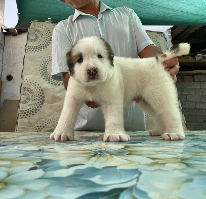 Щенок Алабая ( Супер Гигант )