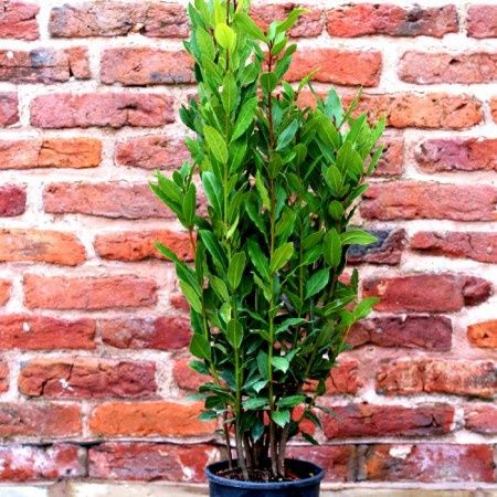 Laurus Nobilis (DAFIN)