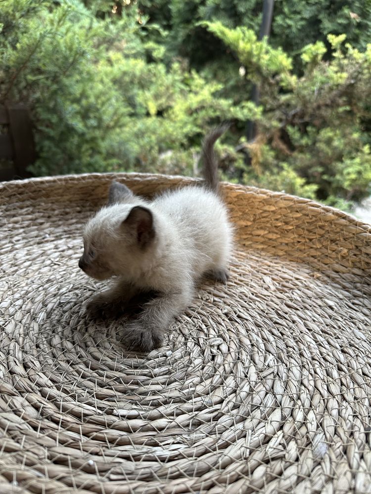 Котята, отдам в добрые руки
