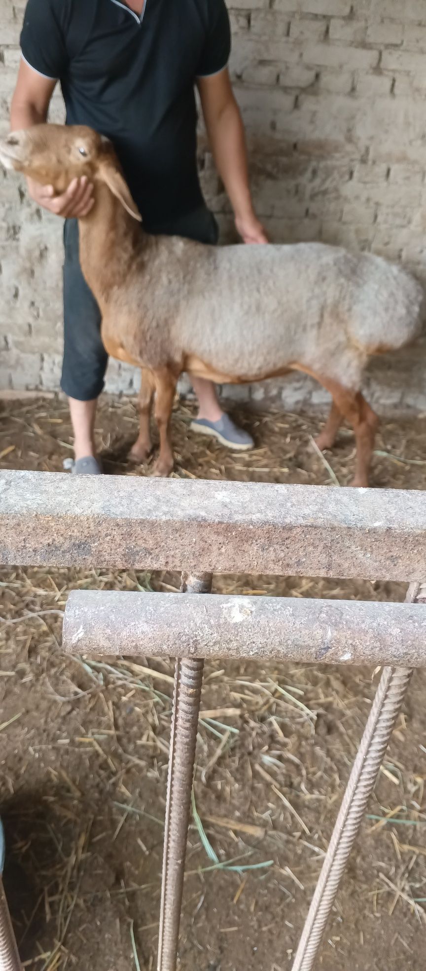 Арашан зотддор куй сотилади