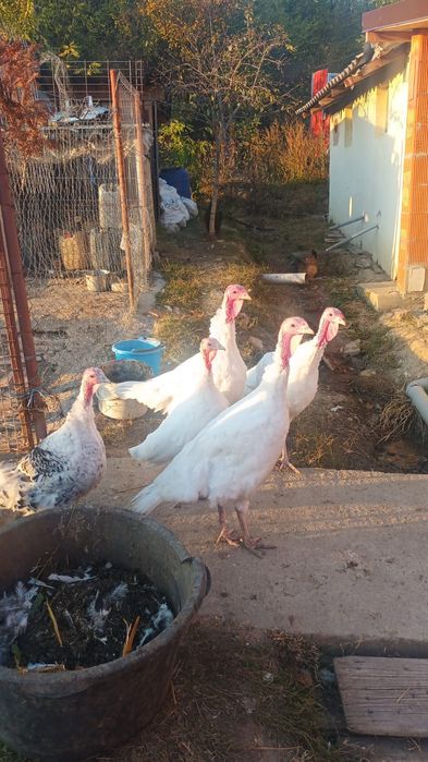 Curci de Țară Românești