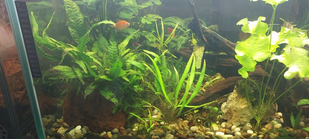 Akvarium 200 litr.