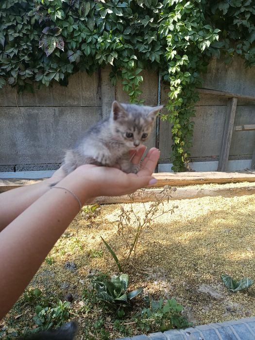 Отдам котят в добрые руки