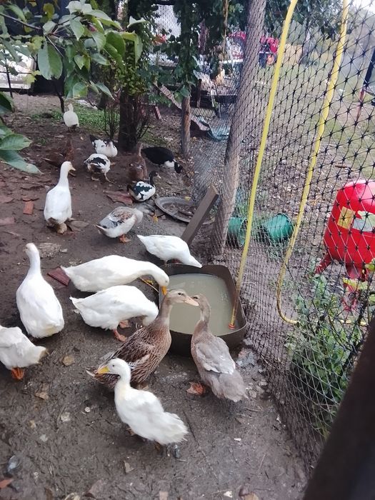 Rățoi  tineri,mut și macaitor 80lei bucata