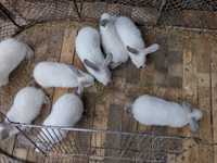 Vând iepuri uriaș de Transilvania