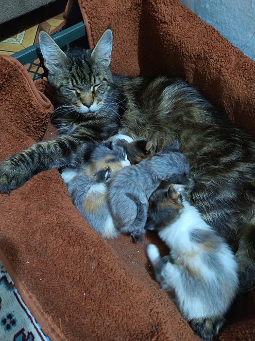 Котята Мейкуна...