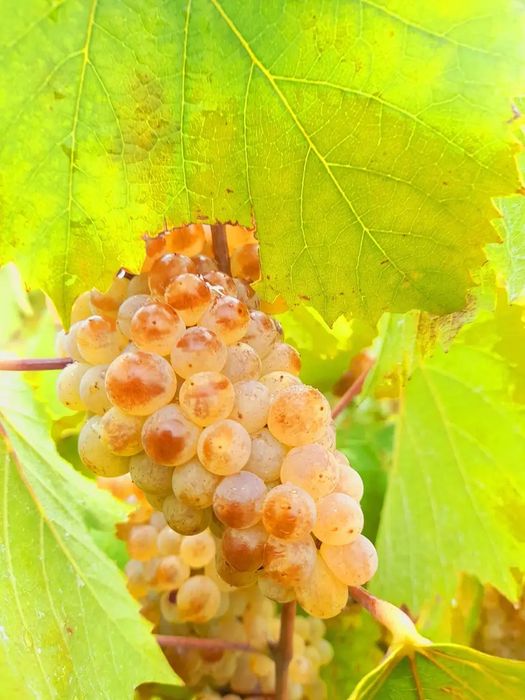 STRUGURII DE VIN producător
Strugur