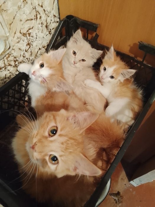Отдам в добрые руки