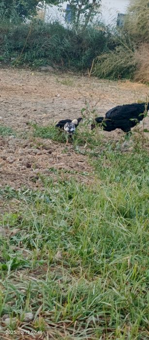 Куланги макиён жужалари билан сотилади