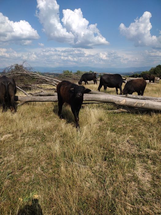 De vânzare vitei de bivol