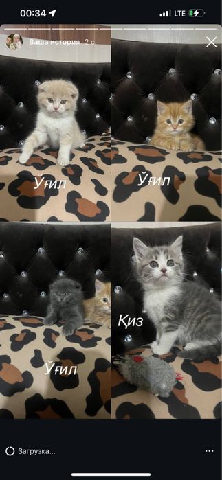 Кичкинтойла сотилади 500.000