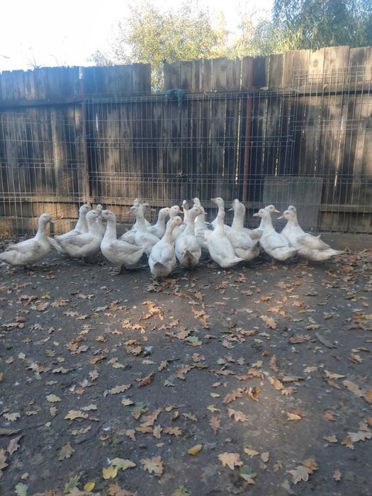 Vand Rate Murland, greutate intre 4 si 5 kg