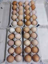 Ouă de casă - găină și rață