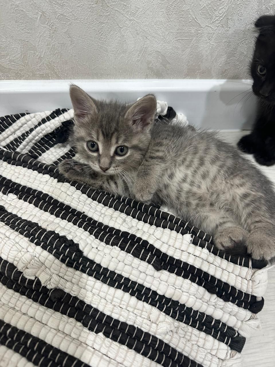 .отдам котят в добрые руки