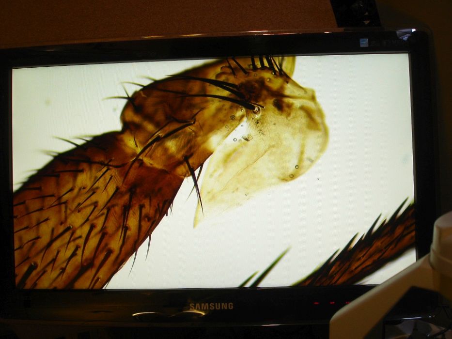 Camera video pt. microscop