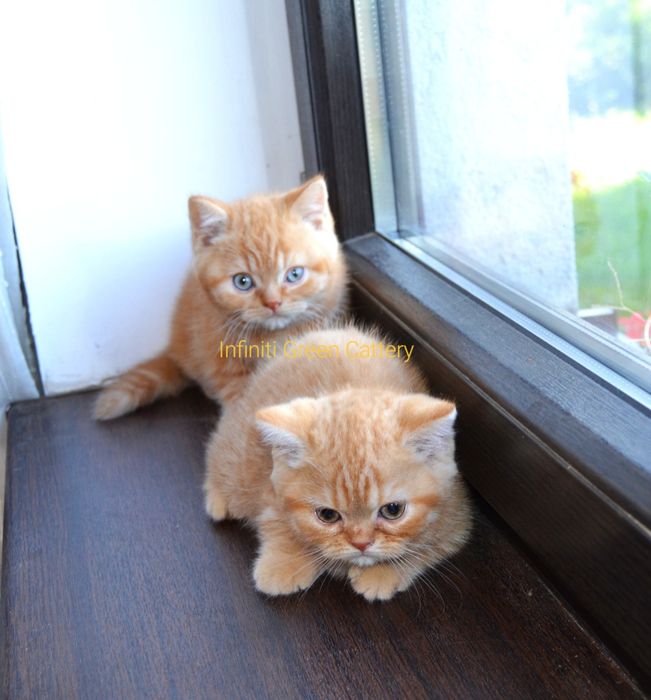 Pisoi british shorthair de felisa