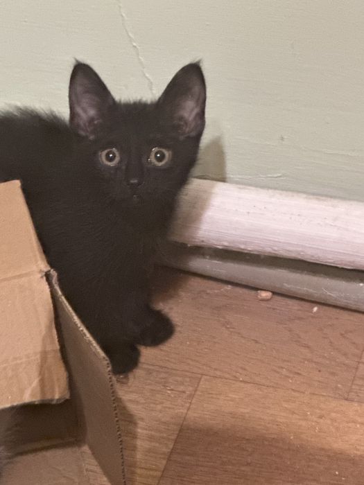 Отдам котят в добрые руки