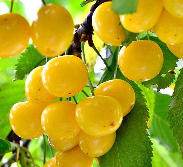 Pomi Fructiferi Clasici