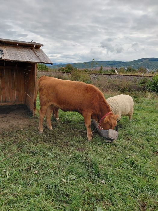 Vitel  metis angus si baltat