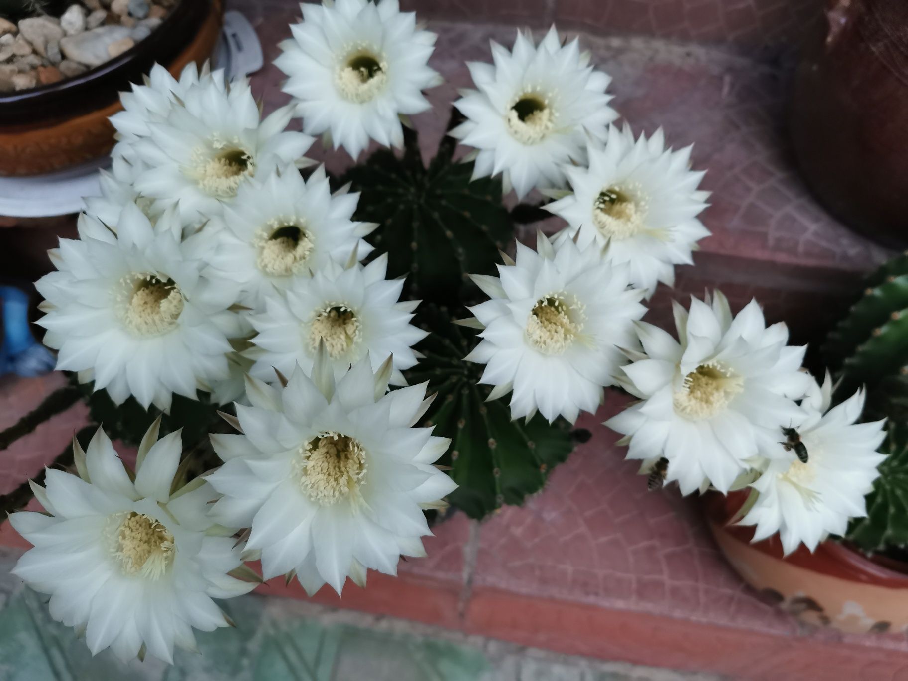 Цъфтящи кактуси Ехинопсис (Echinopsis eyriesii) (различни големини)