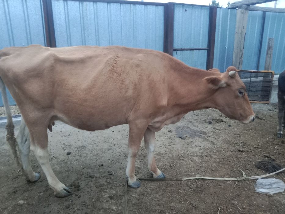 Сиыр бұзауымен сатамын