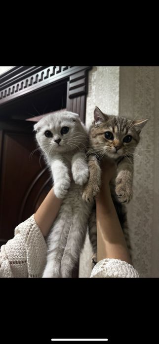 Продается британские кошки