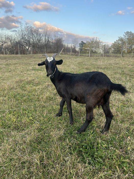 Vand capra anglonubiana