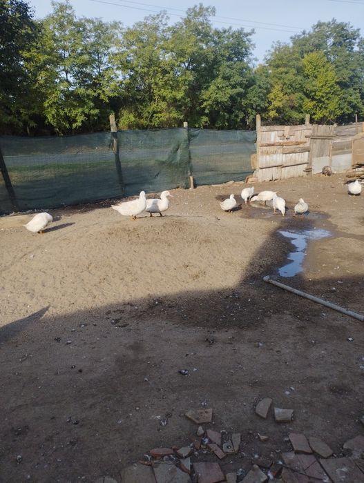 Vând Rațe de Vânzare tinere Și greutatea are intre 6-7 kg sunt bune