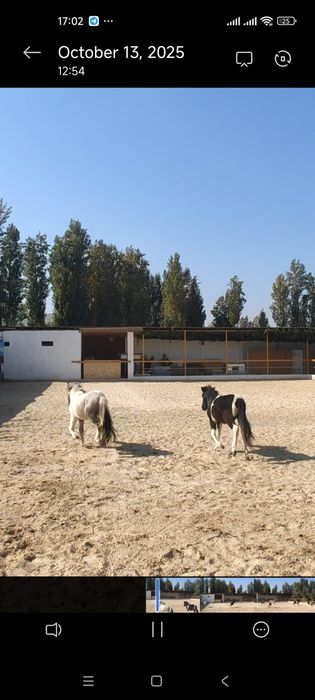 Пони сотилади 1 пара ок кора  эркеги  ок серенвий ургочи