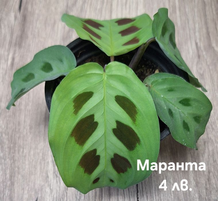 Предлагам стайни растения