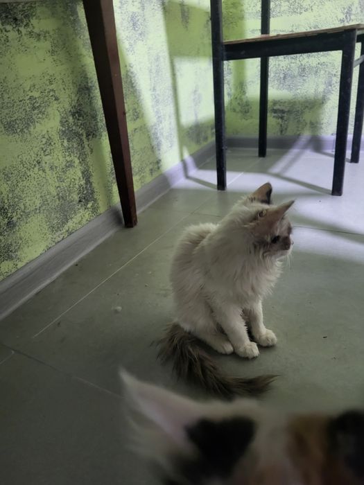 Котята мальчики девочки.