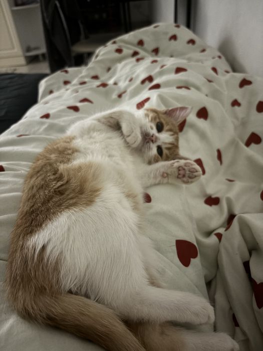 срочно отдам котенка