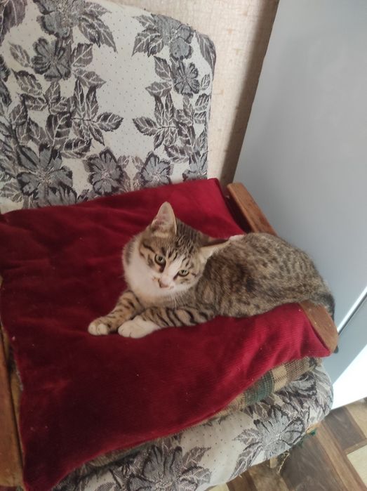 ПРИСТРАИВАЕТСЯ в заботливые руки