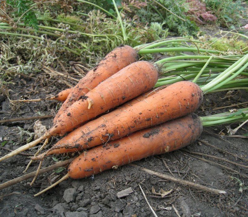 Продам морковь домаш