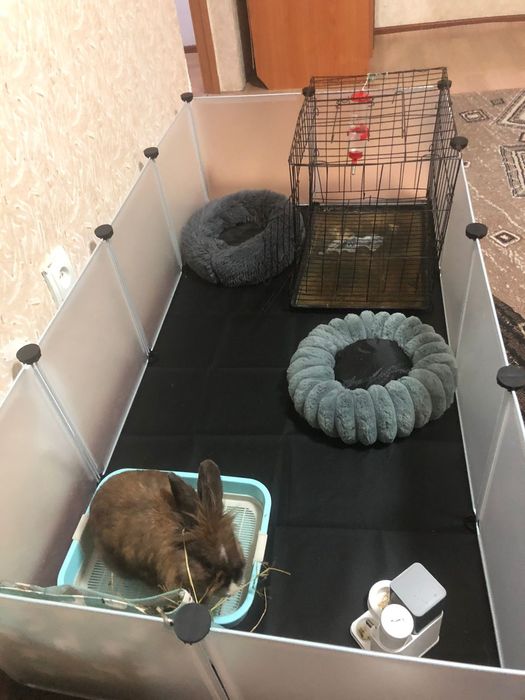 Продам кролика (девочка)