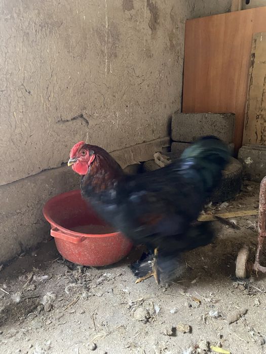 Продам брам петуха и 2шт курицы