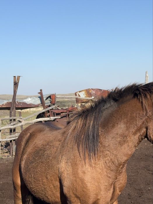 Лощад посмаьреть