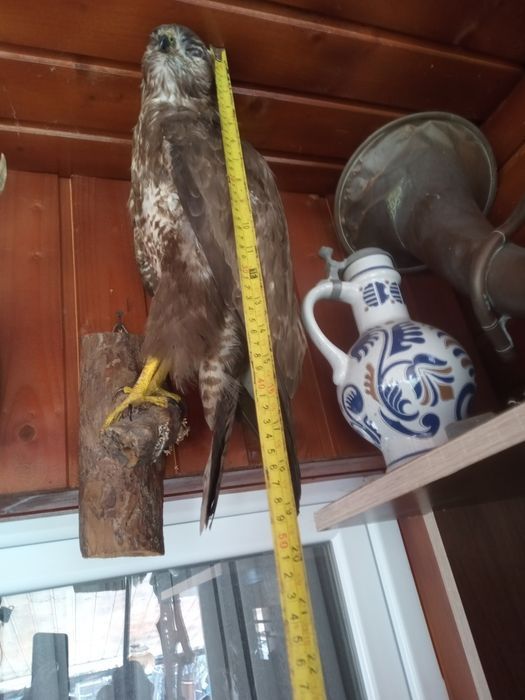 vând păsări împăiate