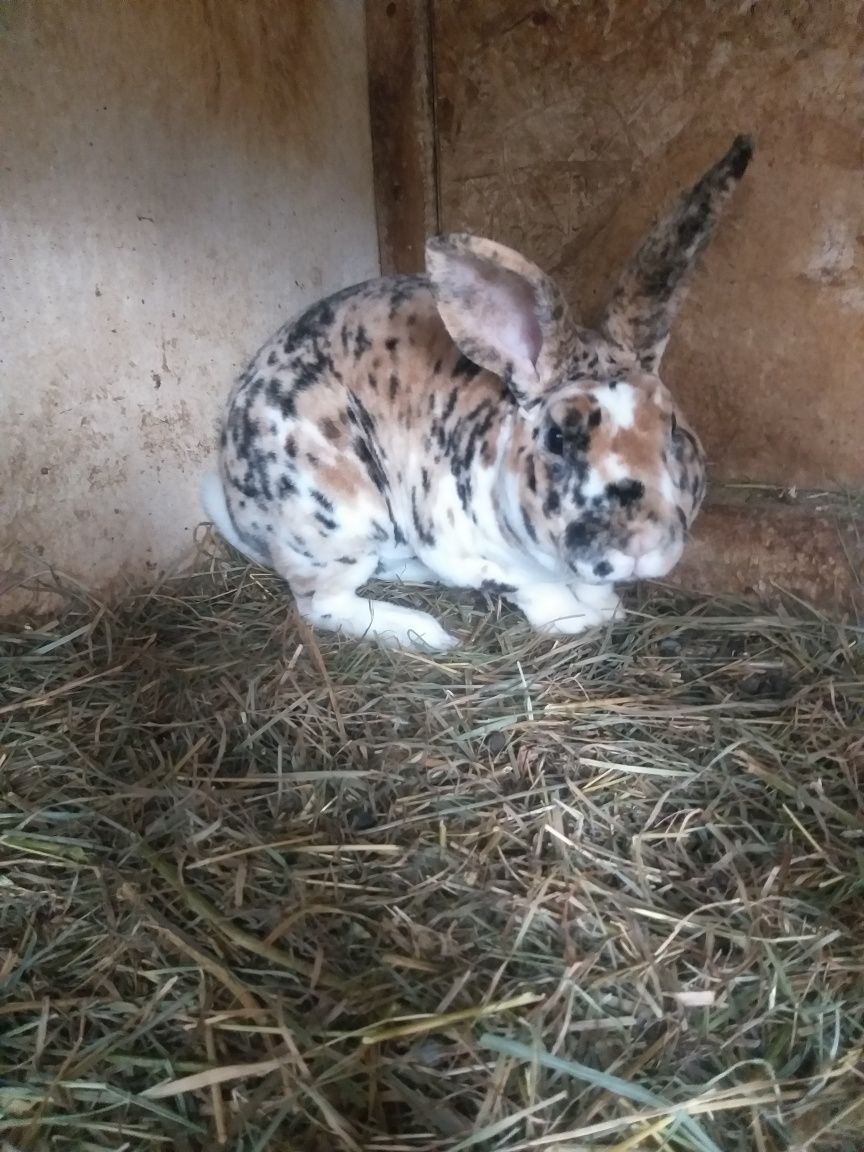 Vând pui de iepuri rex tricolor